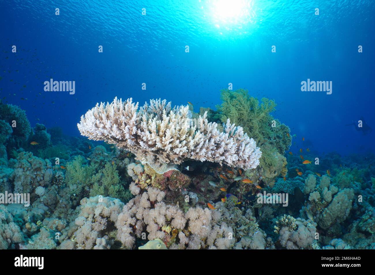 Pharaoh's Antler Coral (Acropora pharaonis) . Dive site Strait of Tiran, Sinai, Egypt, Red Sea Stock Photo