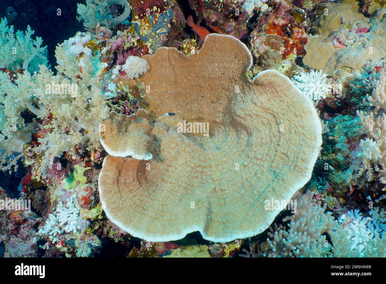 Grooved serpent coral (Pachyseris speciosa) . Dive site Daedalus Reef, Egypt, Red Sea Stock Photo