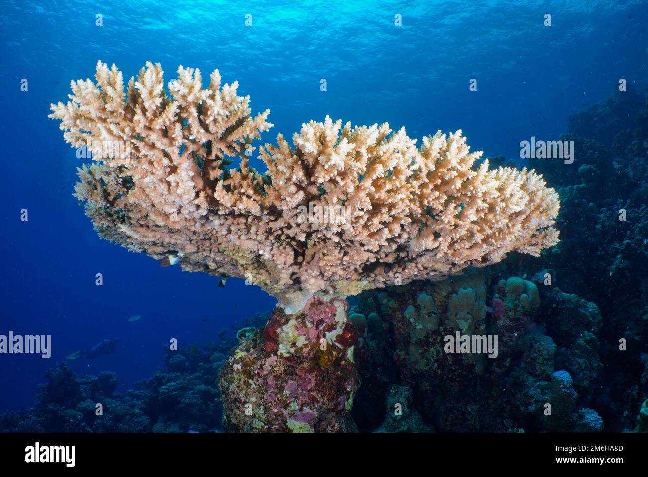 Small polyp stony coral (Acropora) . Dive site Mangrove Bay, El Quesir, Egypt, Red Sea Stock Photo