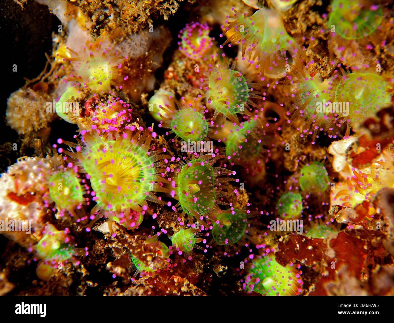 Green jewel anemone (Corynactis viridis) Sea anemone. Dive site Maharees Islands, Castlegregory, Co. Kerry, Irish Sea, North Atlantic, Ireland Stock Photo