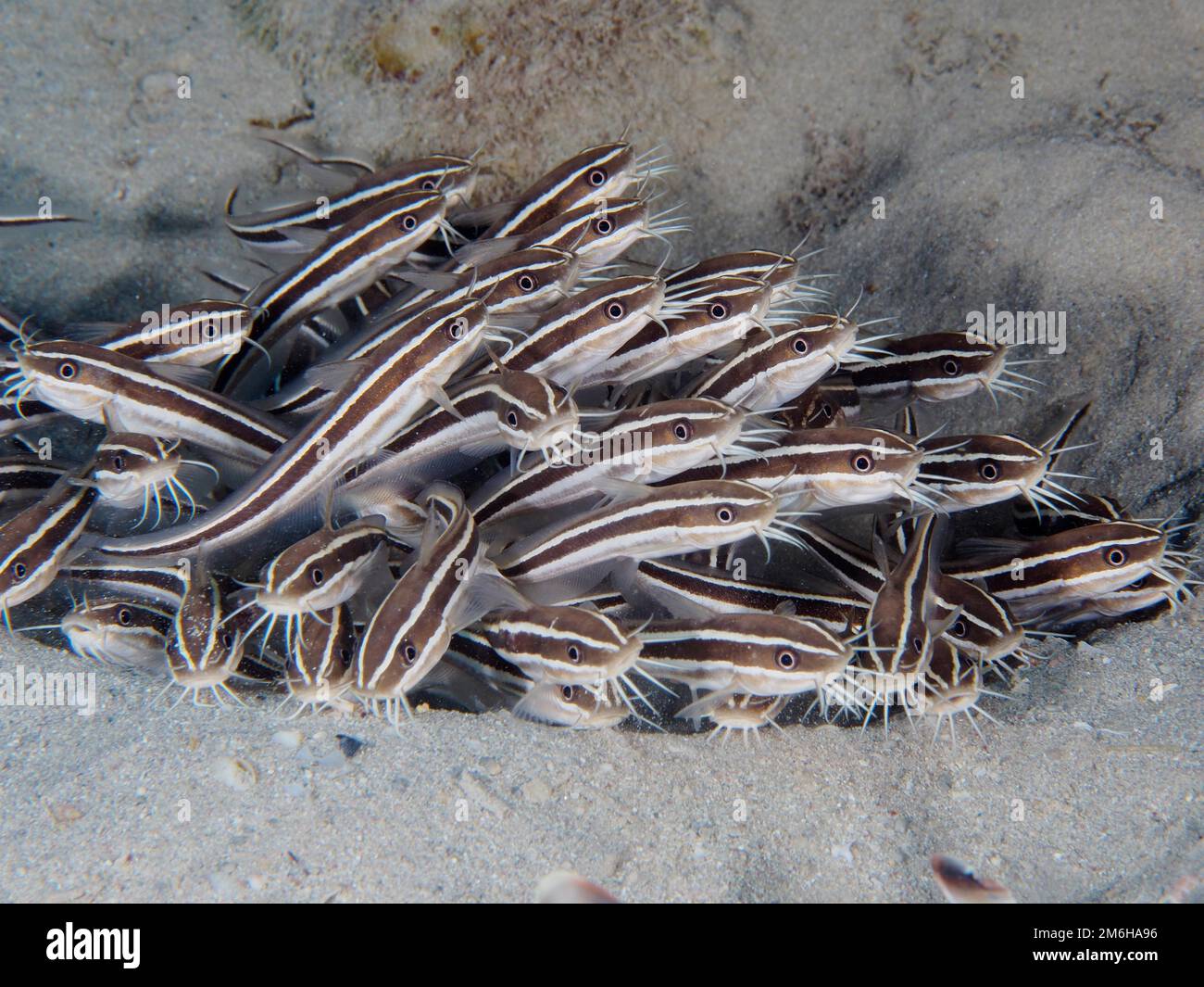 Striped eel catfish (Plotosus lineatus) . Group of juveniles. Dive site