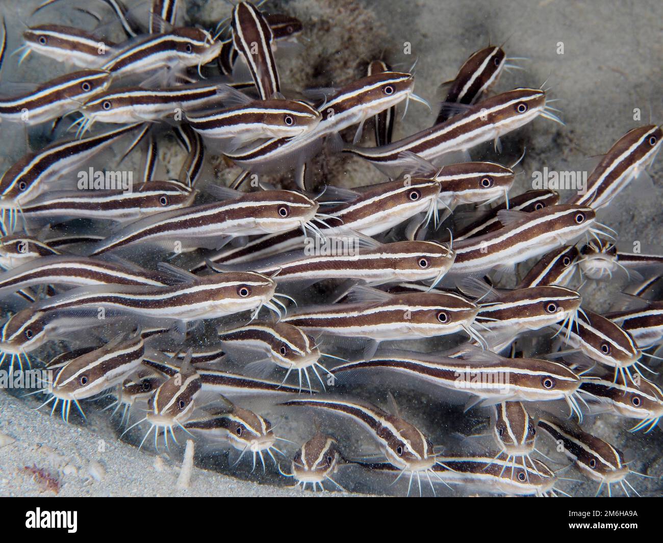 Striped eel catfish (Plotosus lineatus) . Group of juveniles. Dive site Mangrove Bay, El Quesir, Egypt, Red Sea Stock Photo