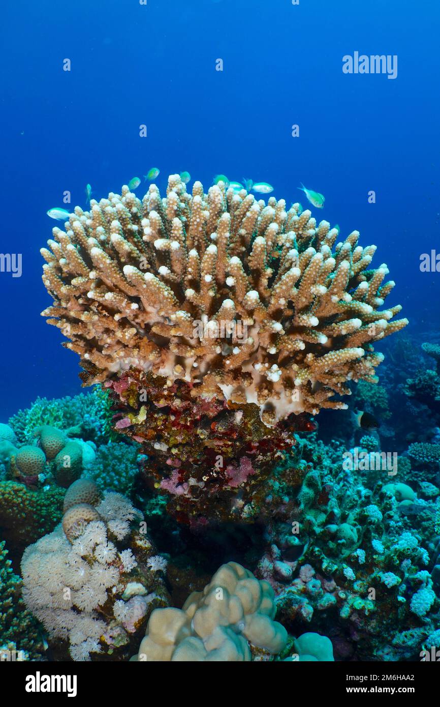 Stony coral, staghorn coral (Acropora humilis) with swarm of green chromis (Chromis viridis) . Dive site Mangrove Bay, El Quesir, Egypt, Red Sea Stock Photo