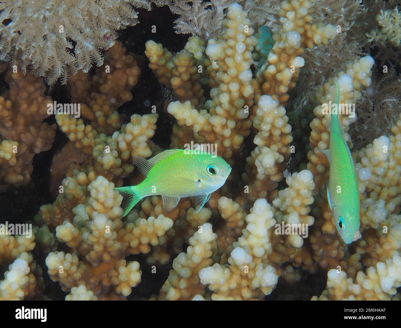 Green green chromis (Chromis viridis) with stony coral, staghorn coral (Acropora humilis) . Dive site Mangrove Bay, El Quesir, Egypt, Red Sea Stock Photo