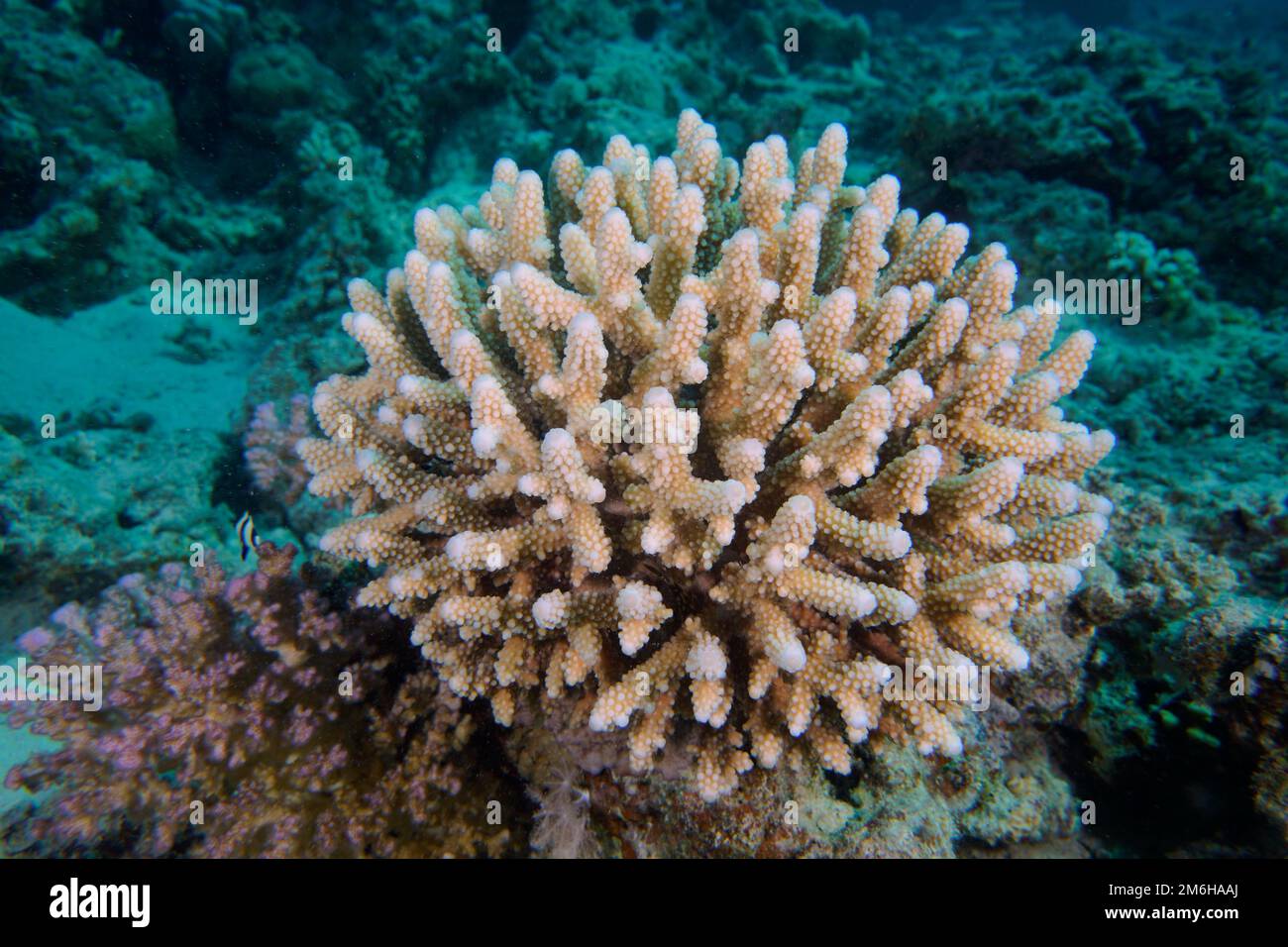 Low small polyp stony coral (Acropora) humilis. Dive site Marsa Shora, Egypt, Red Sea Stock Photo