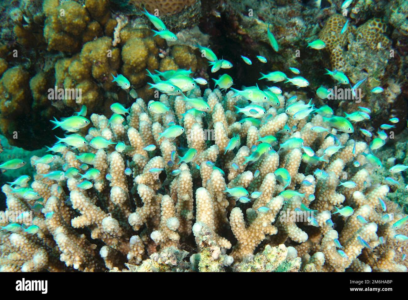 A group of Green green chromis (Chromis viridis) seeks shelter in a stony coral, Staghorn Coral (Acropora humilis) . Dive site Marsa Shora, Egypt Stock Photo
