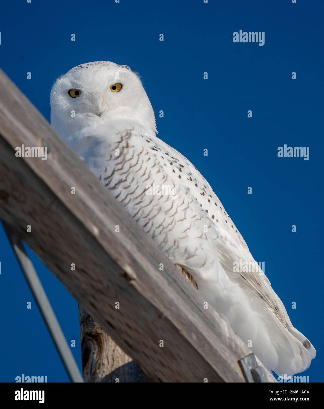Snowy Owl Canada Stock Photo