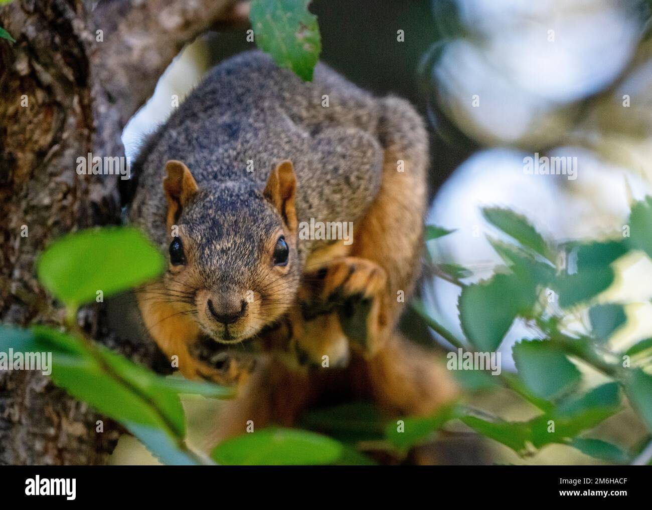 Common Squirrel Canada Stock Photo - Alamy