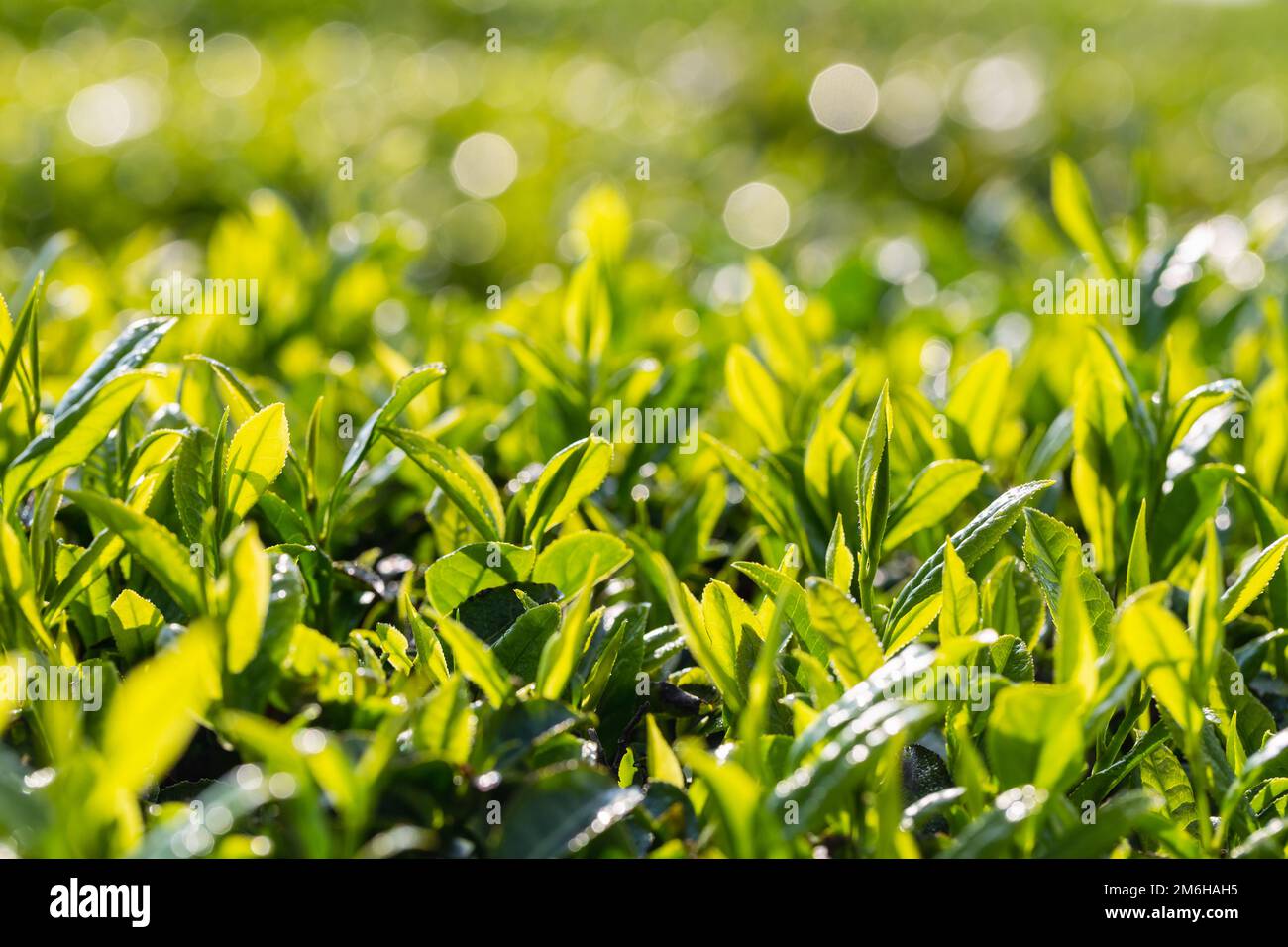 Tea tree leaves close-up in spring morning Stock Photo