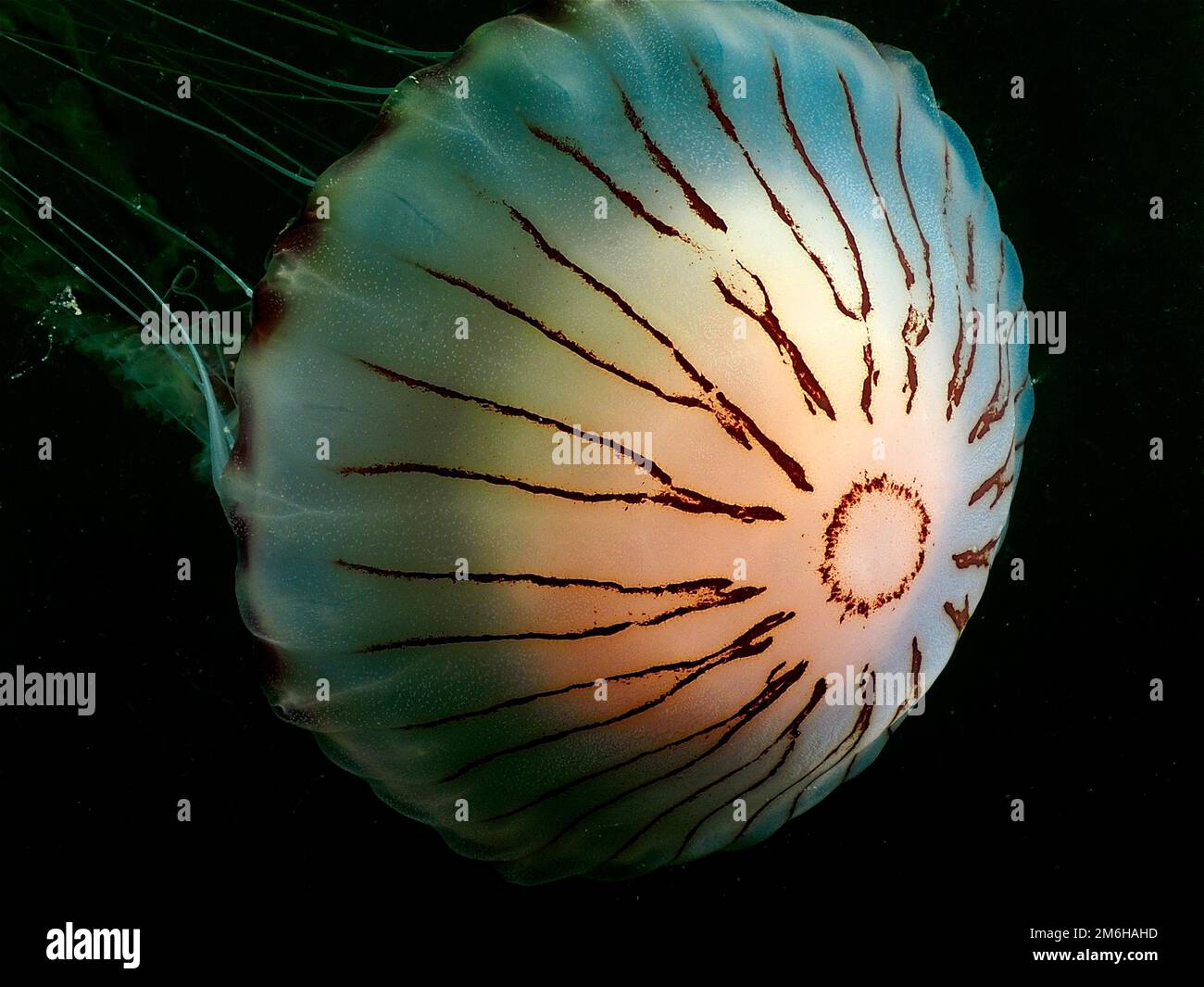 Compass Jellyfish (Chrysaora hysoscella), Rinvyle Dive Site, Co. Galway