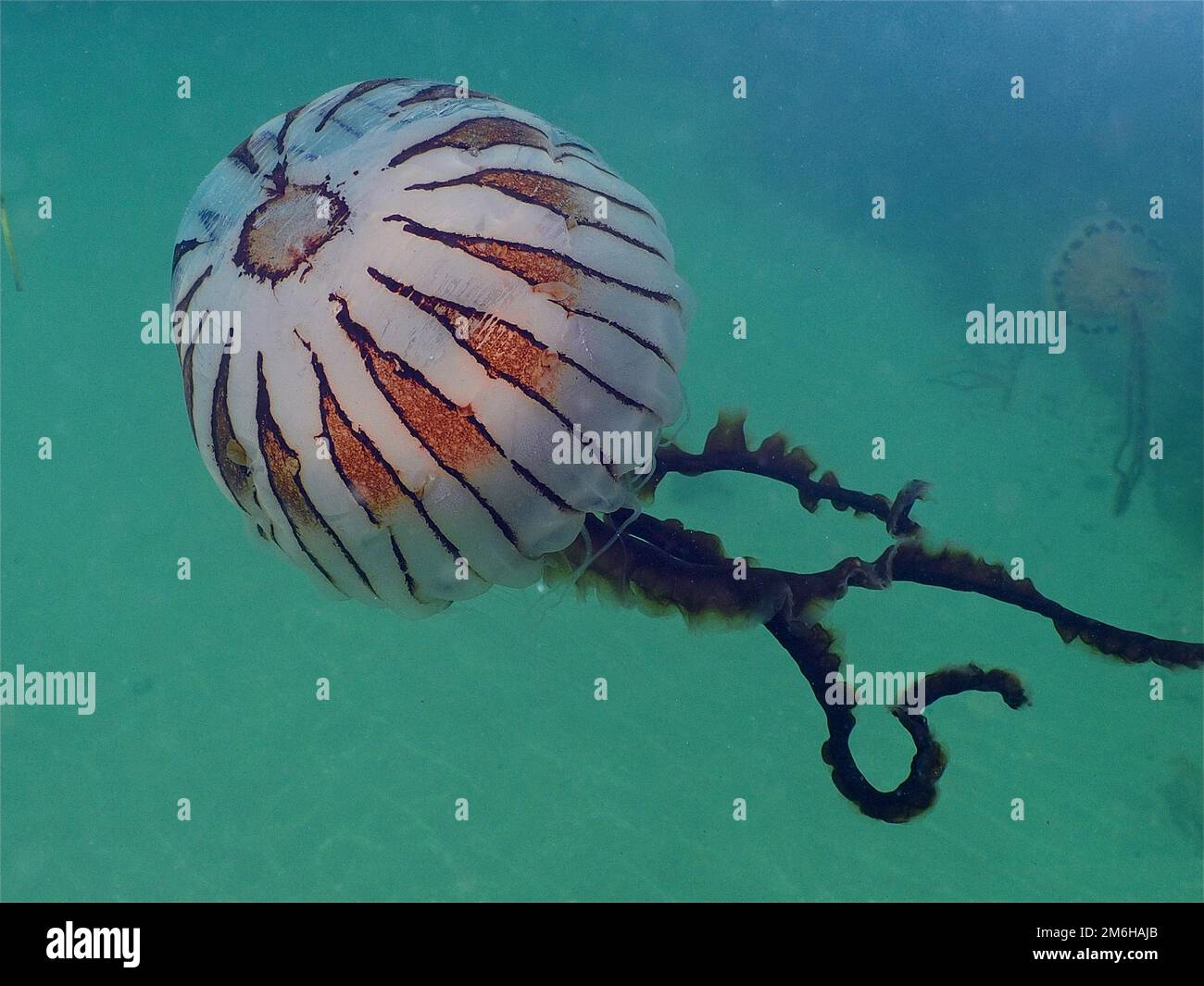 Compass Jellyfish (Chrysaora hysoscella), Rinvyle Dive Site, Co. Galway, Irish Sea, North Atlantic, Ireland Stock Photo