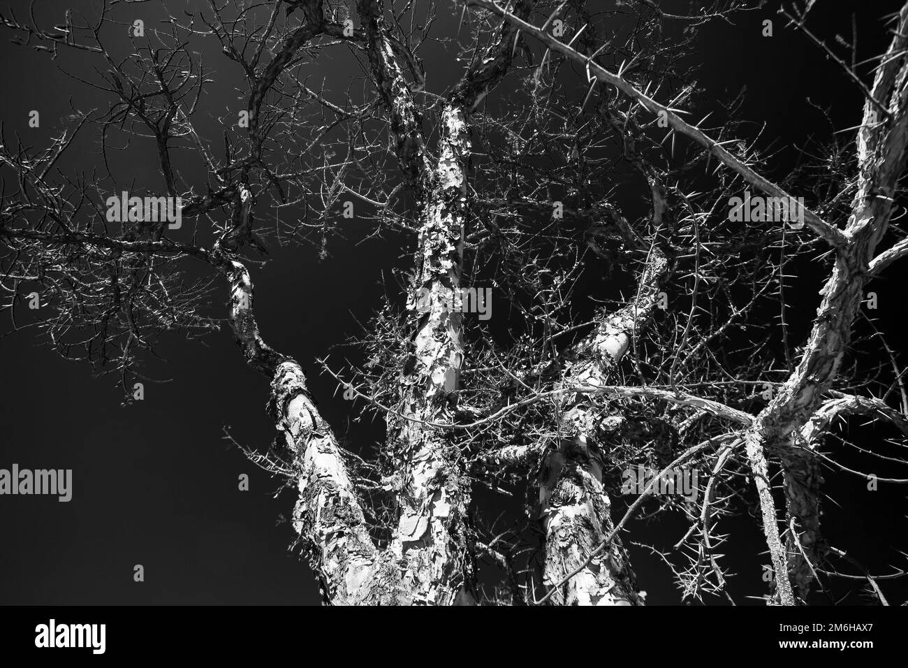 Abstract monochrome image of the Paperbark Thorn (Acasia siberiana) in winter. Stock Photo