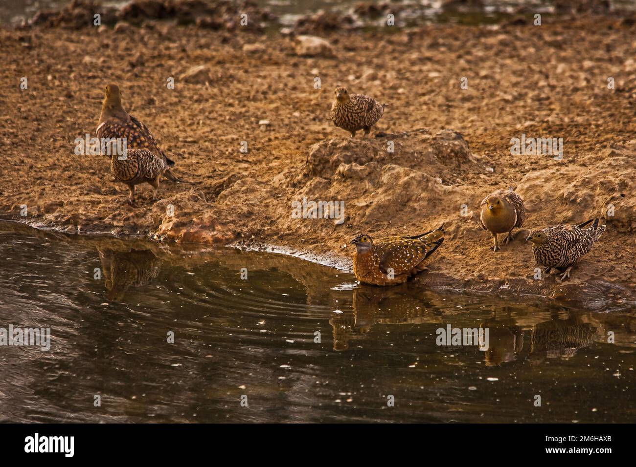 Namaqua Sandgrouse (Pterocles namaqua) at the waterhole in the Kgalagadi Transfrontier Park, Stock Photo