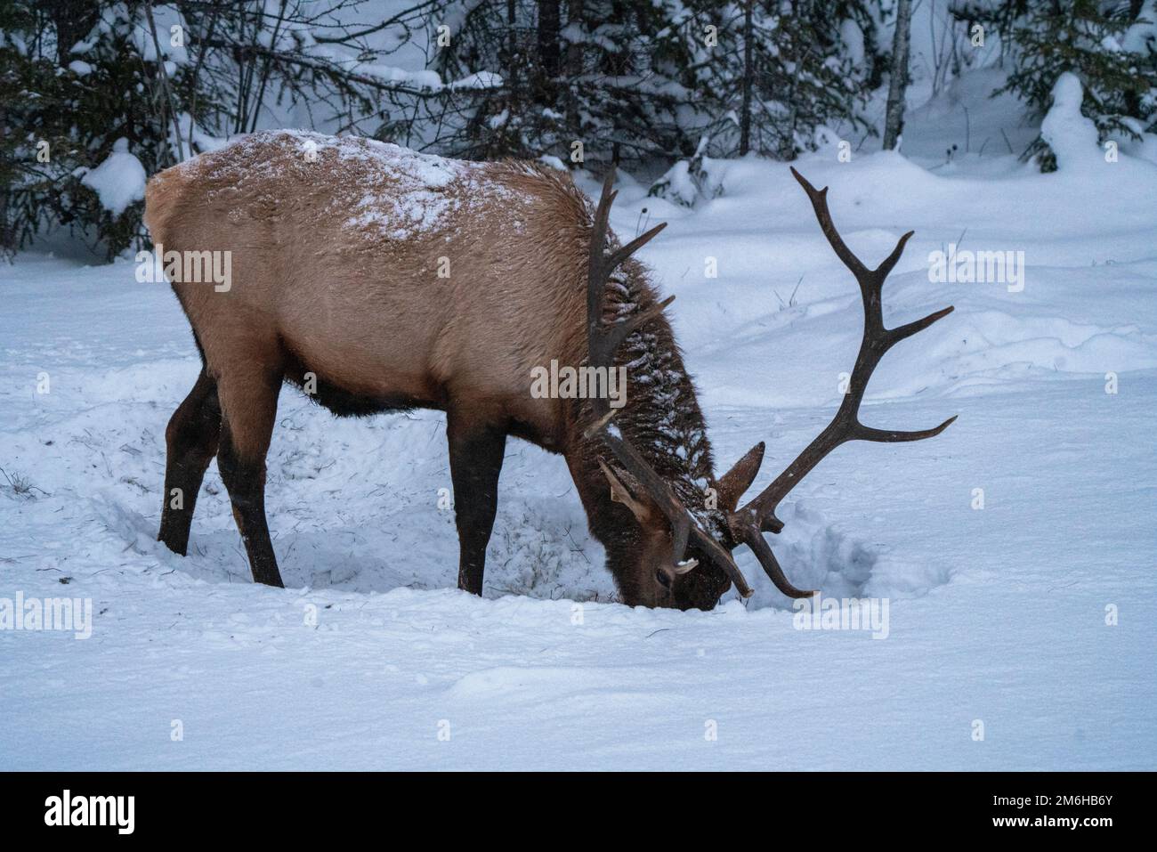 Elk in Winter Canada Stock Photo