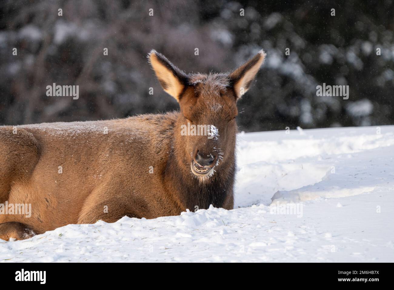 Elk in Winter Canada Stock Photo