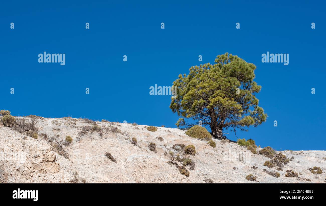 Pino Silvestre o albar de Sierra Nevada, Pinus sylvestris nevadensis Stock Photo
