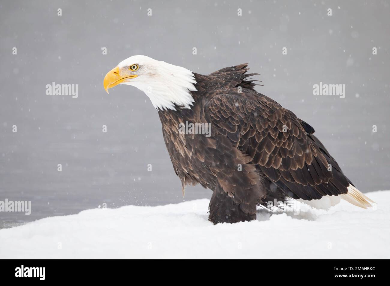 A Bald Eagle standing on icy snow ground with blur background Stock ...