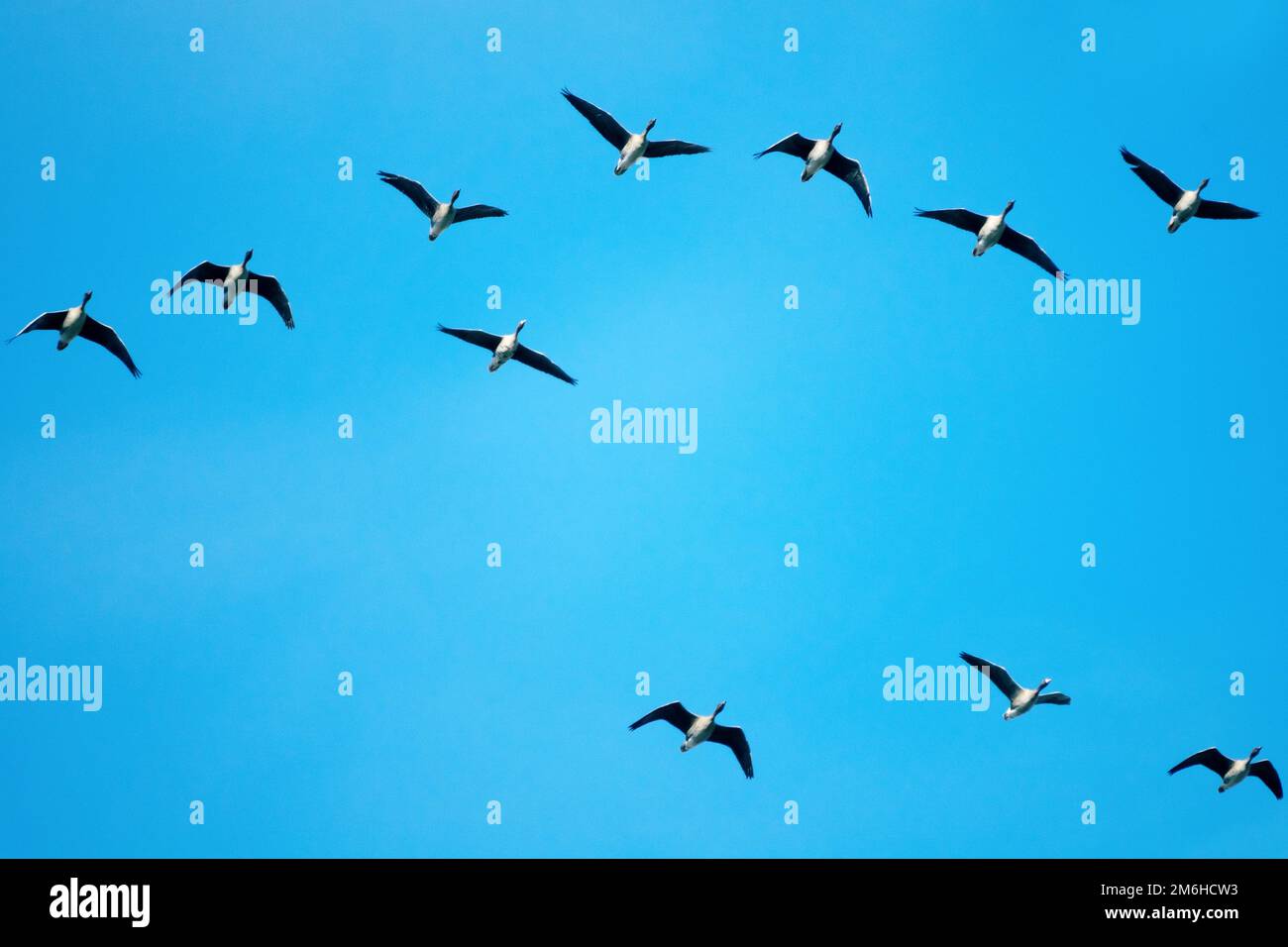 A flock of geese flies with a blue spring sky Stock Photo