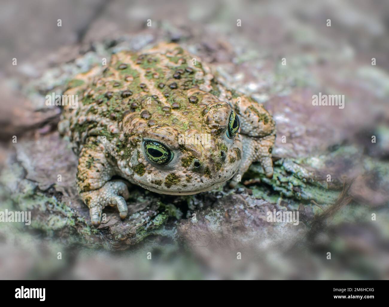 Natterjack toad 'Epidalea calamita' juvenile Stock Photo