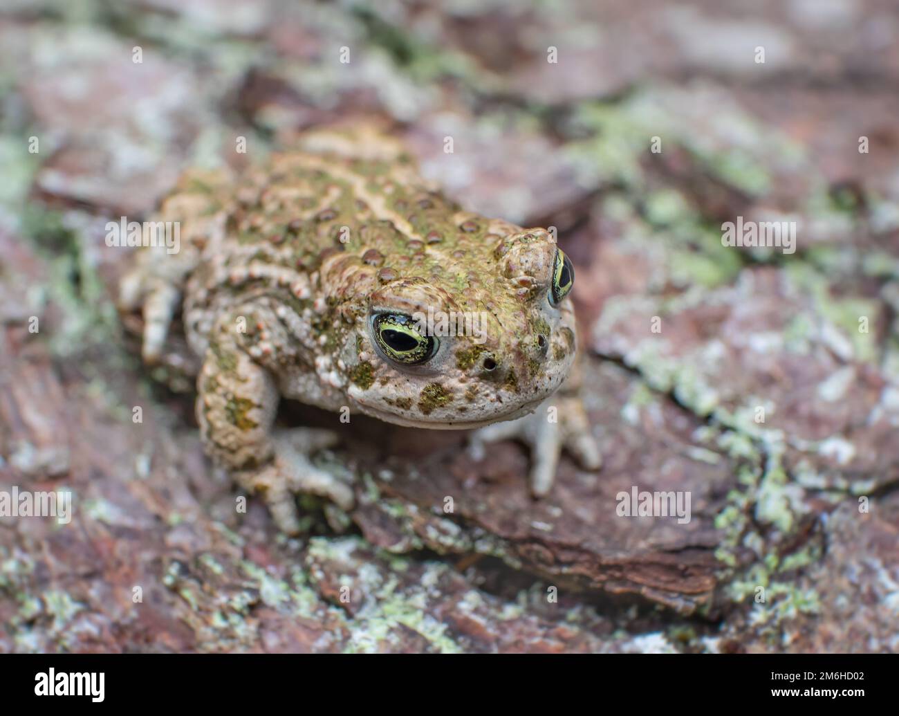 Natterjack toad 'Epidalea calamita' juvenile Stock Photo
