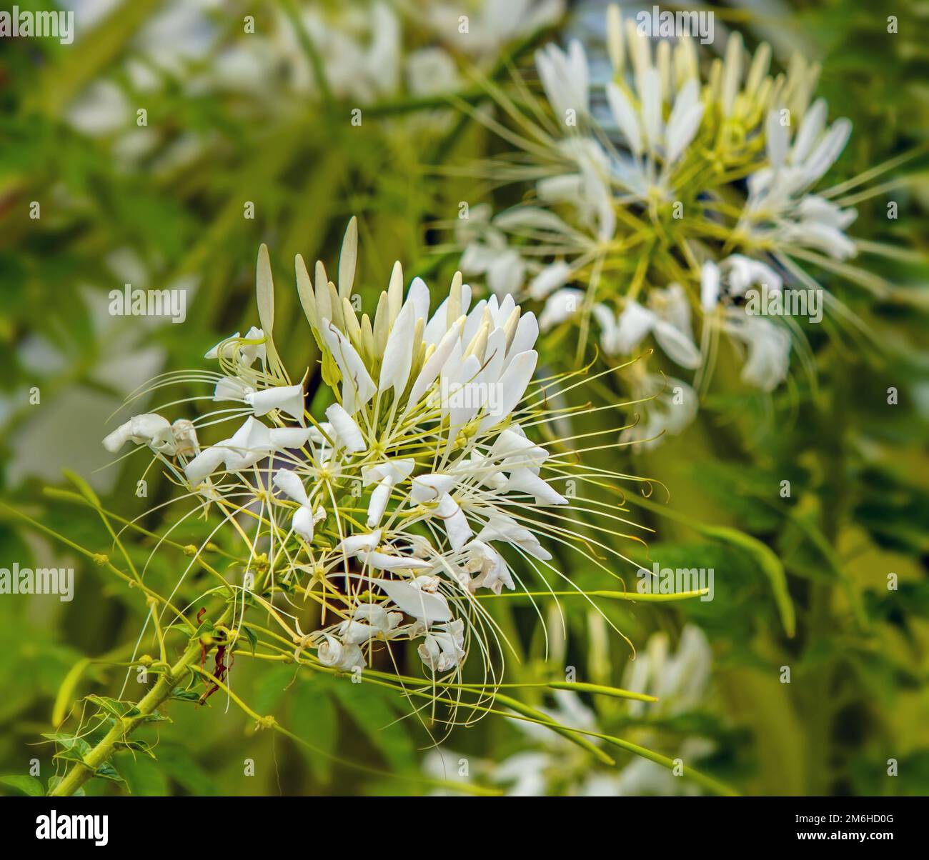 Spinnenblume 'Tarenaya hassleriana' Stock Photo