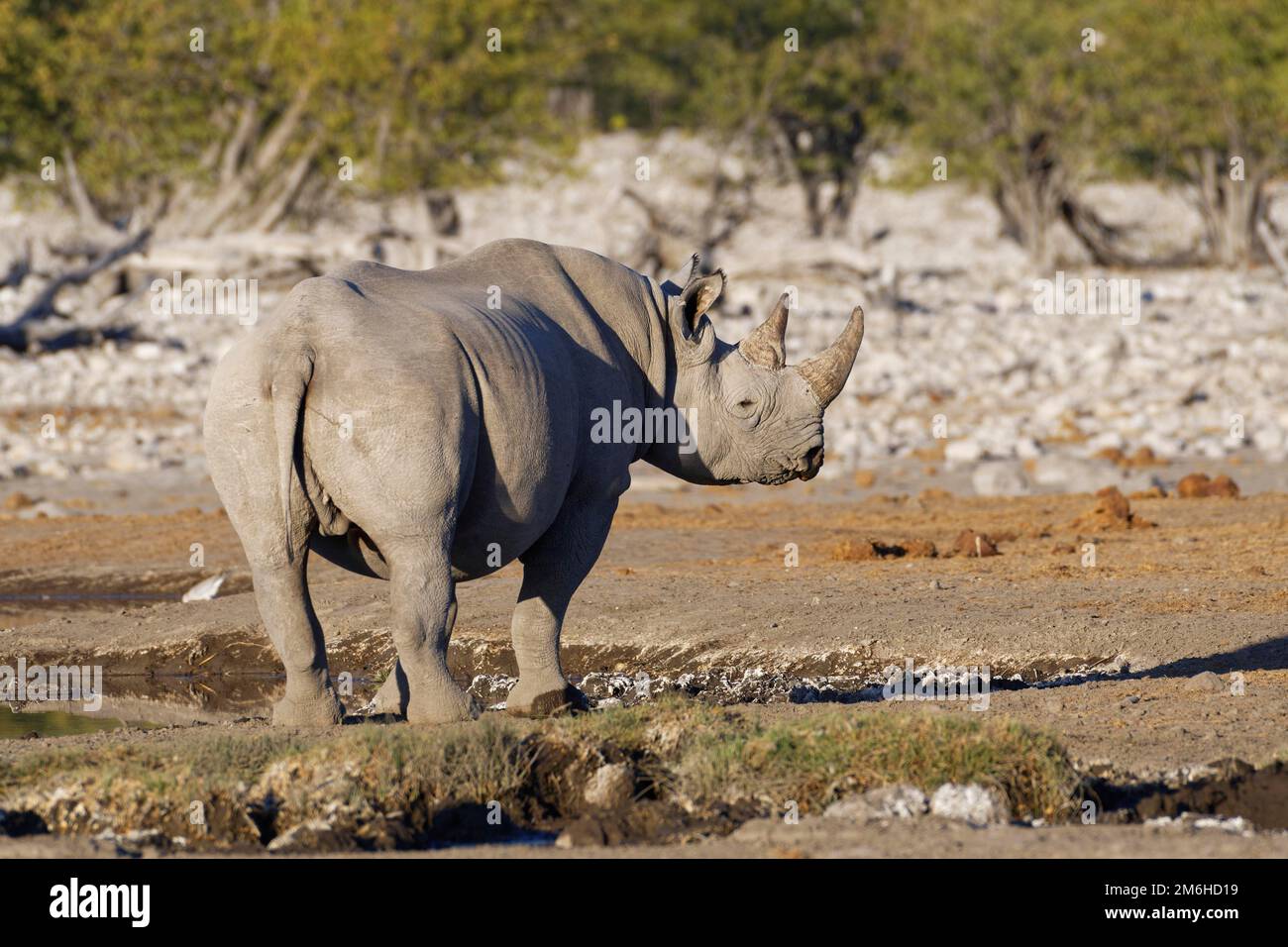 Black Rhinoceros (Diceros Bicornis), Adult Male, Standing At Waterhole ...