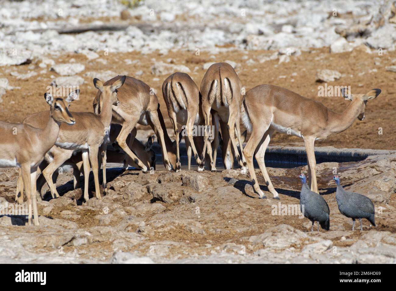 Black-faced impalas (Aepyceros melampus petersi), herd of adult females drinking at waterhole, two helmeted guineafowls (Numida meleagris) in front, E Stock Photo