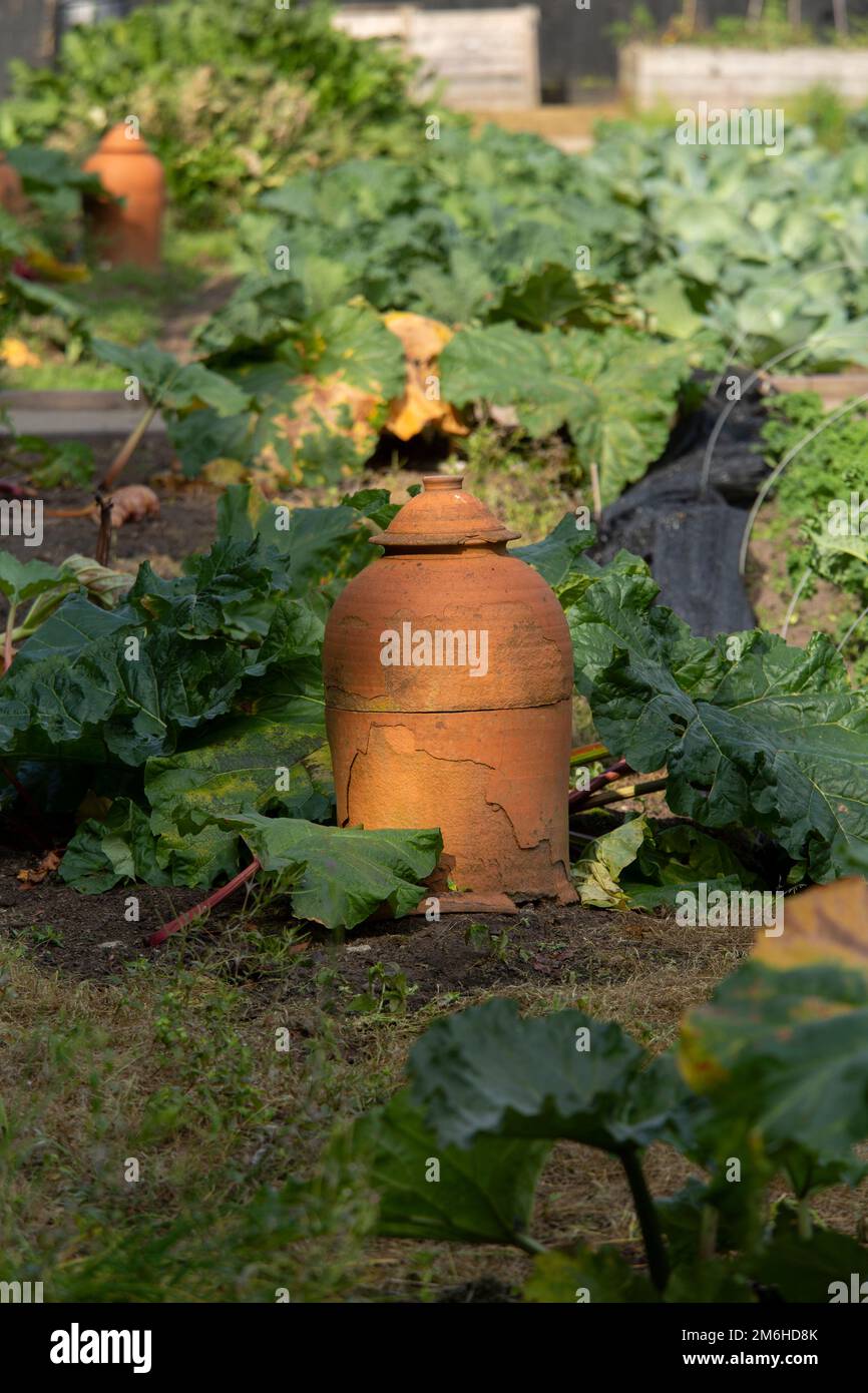 Traditional terracotta forcing jars in rhubarb vegetable garden Stock