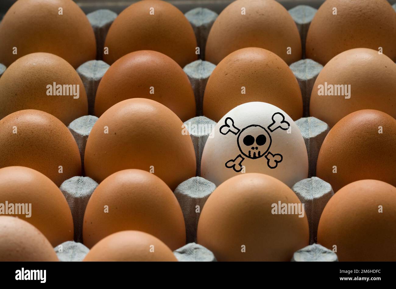 box of brown chicken eggs one white toxic egg, concept for egg allergies, egg hygene Stock Photo