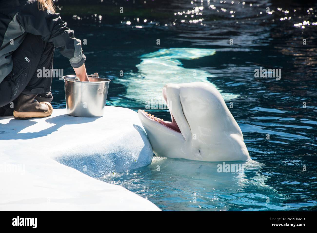 Feeding beluga whales, Seaworld aquarium, San Diego, California, USA Stock Photo