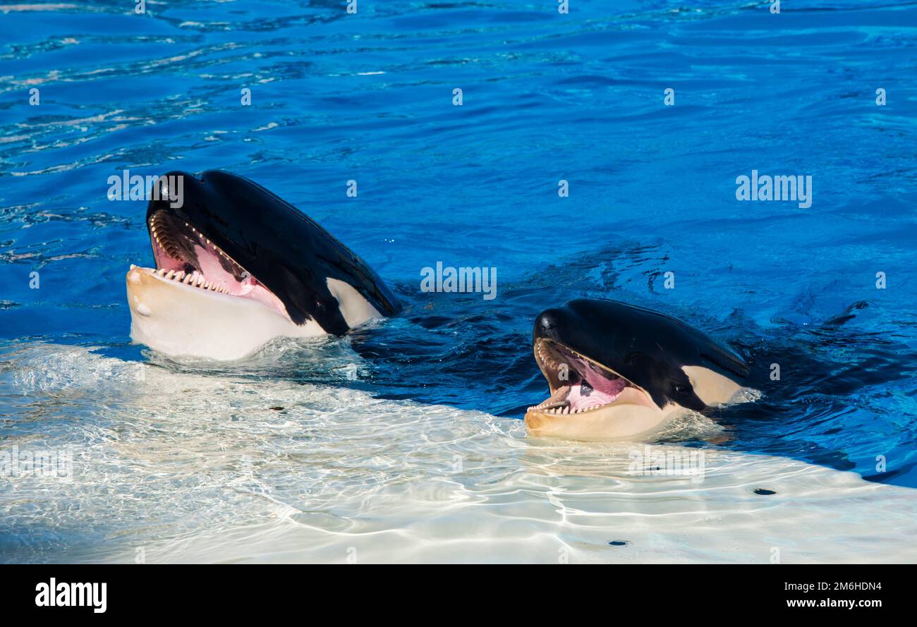 Orca show in Seaworld aquarium, San Diego, California, USA Stock Photo