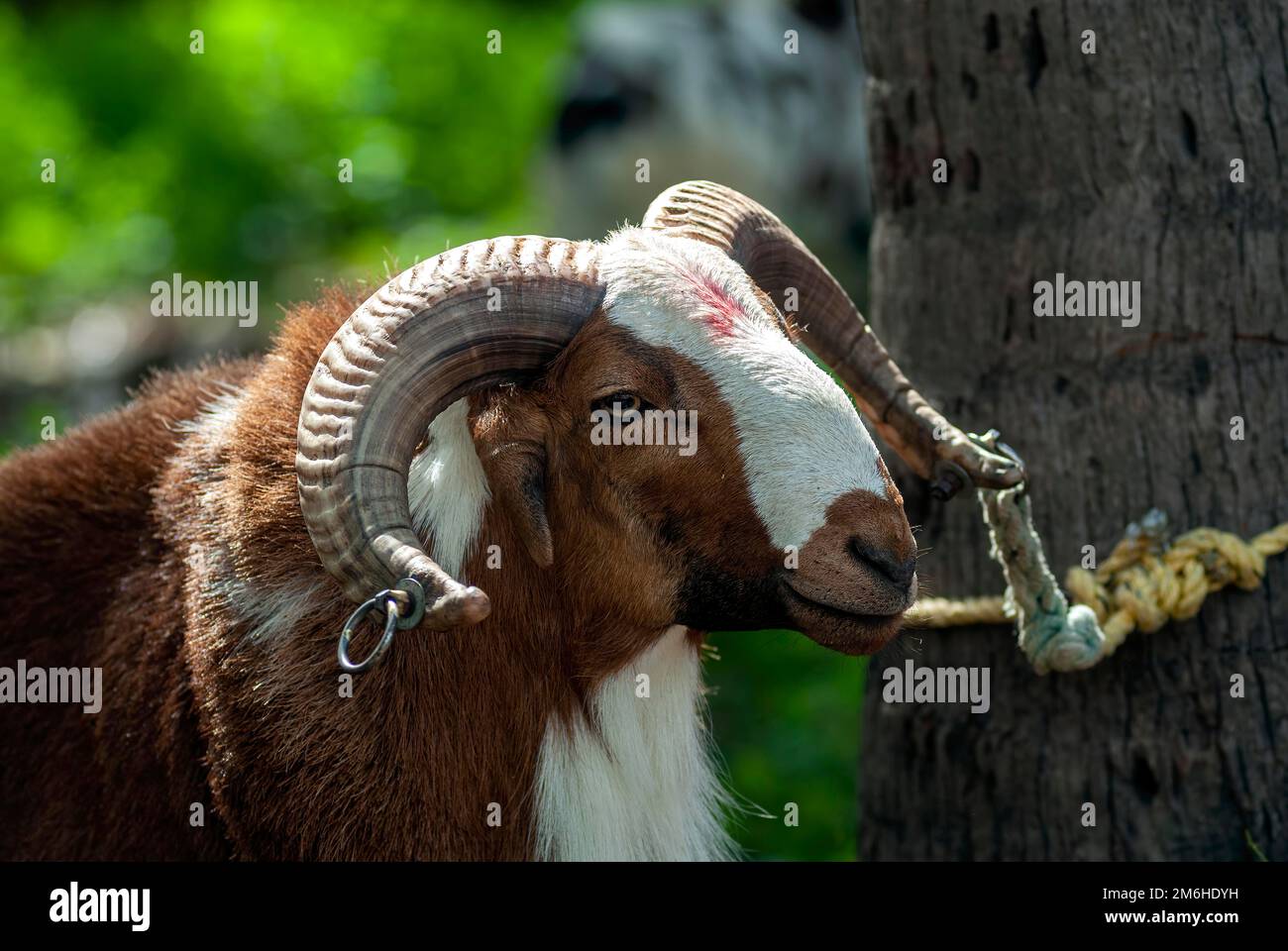 Goat waiting for kidaai Muttu Goat fighting near Madurai, Tamil Nadu ...