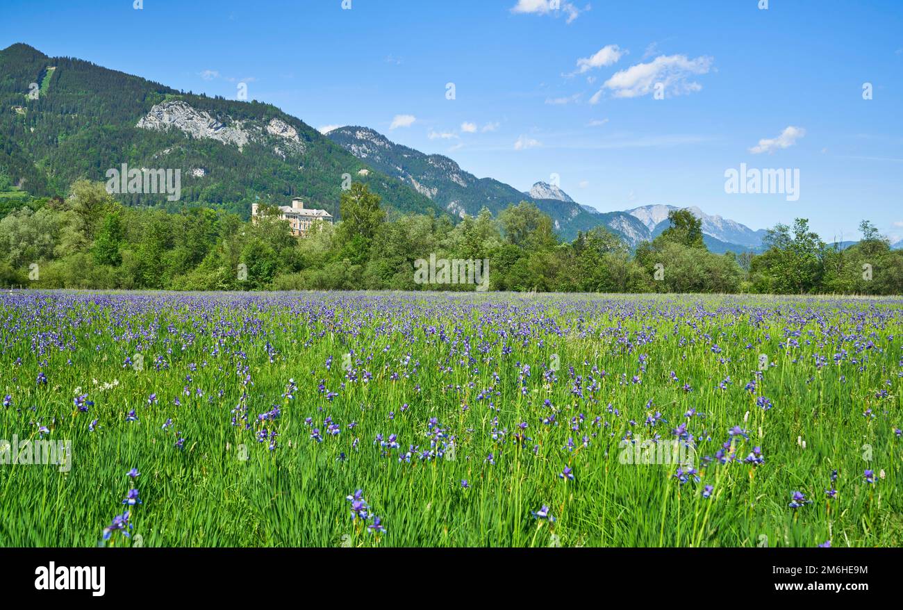 Meadow with poet's daffodil (Narcissus radiiflorus) and Siberian Iris (Iris sibirica), Trautenfels Castle, Trautenfels, Styria Stock Photo