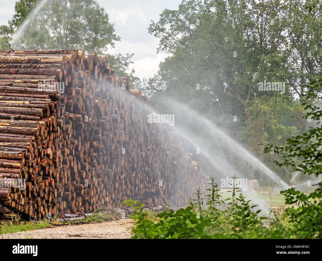 Wet wood Beetle wood storage yard Stock Photo Alamy