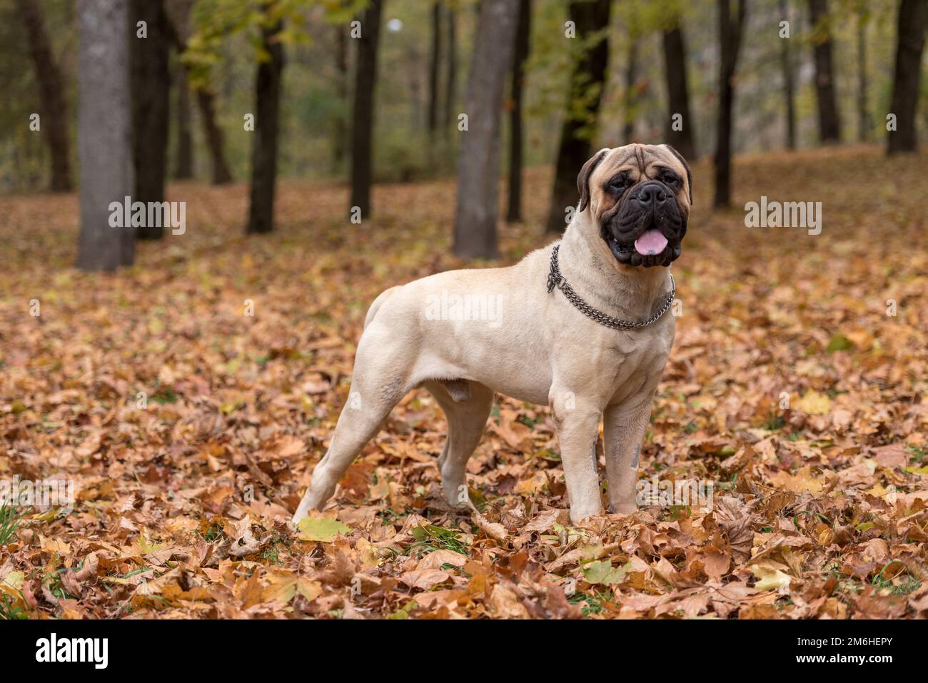 Beautiful Bullmastiff Dog in Autumn Background. Stock Photo