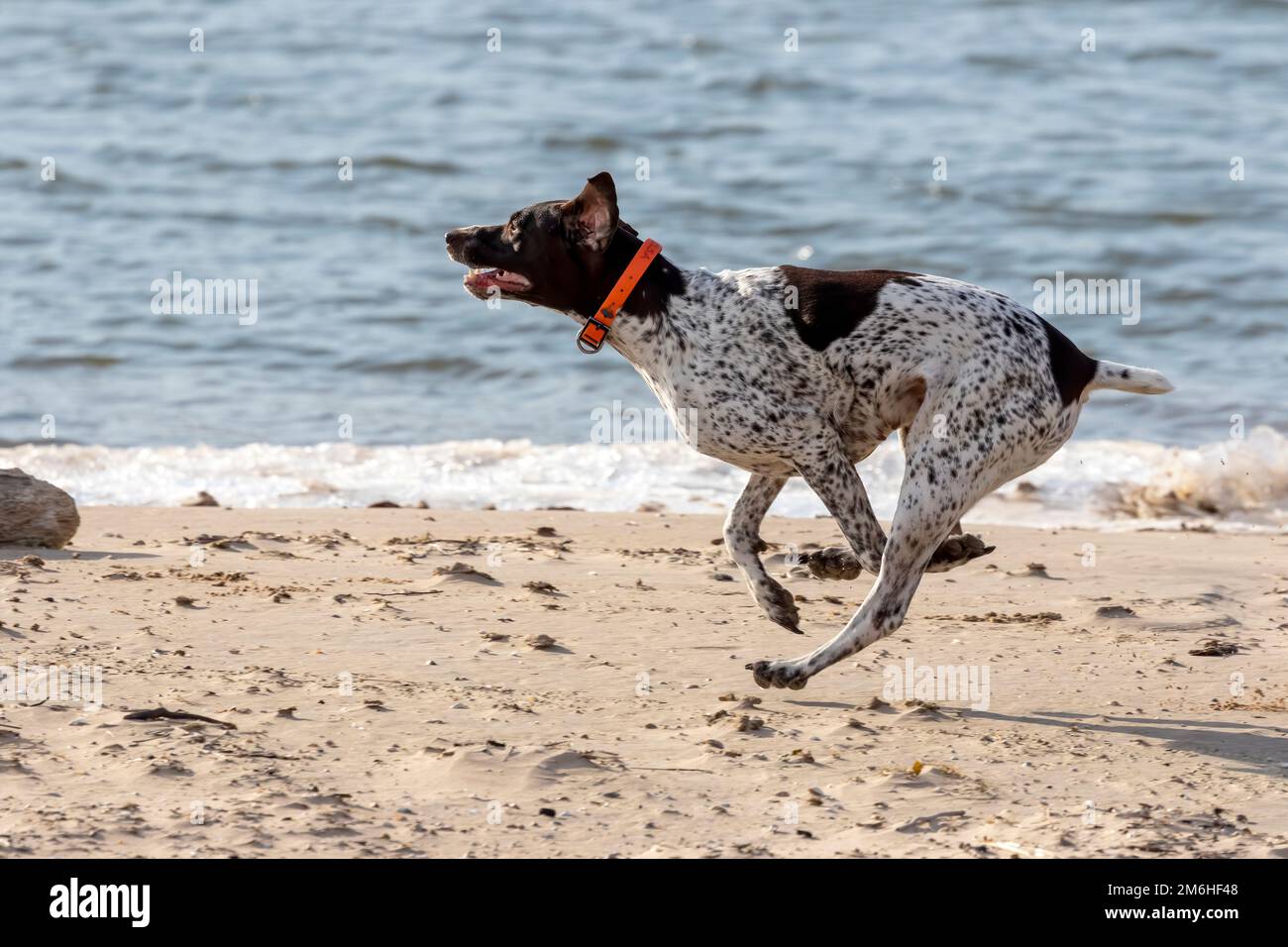 German Shorthaired Pointer Stock Photo