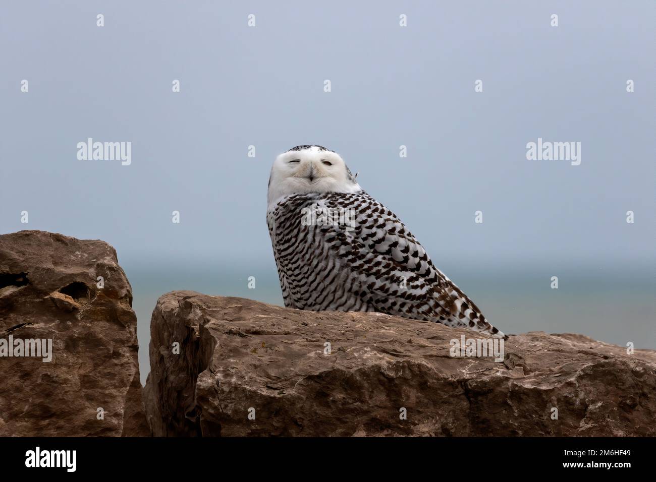 The snowy owl ( Bubo scandiacus Stock Photo - Alamy