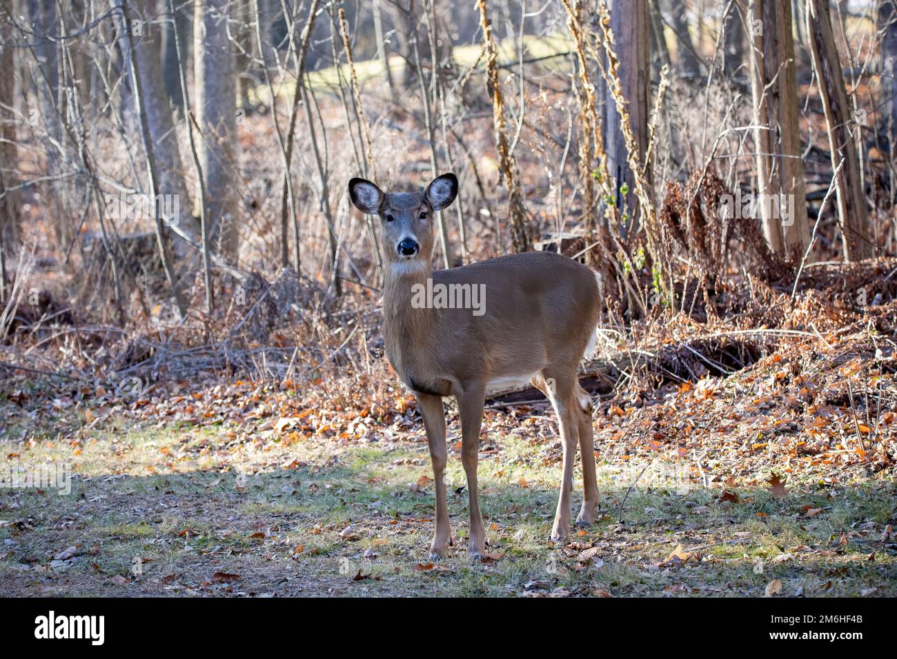 The white-tailed deer (Odocoileus virginianus), Stock Photo