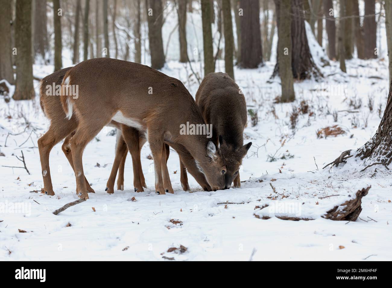 White-tailed deer or Virginia deer Stock Photo