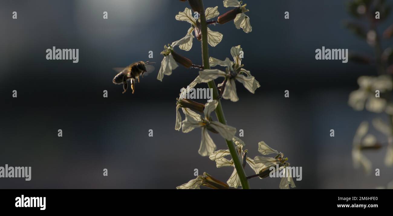 Small flying bee around hi-res stock photography and images - Alamy