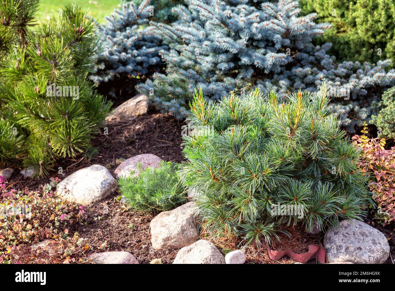 Dwarf pine in the garden among conifers of different species and different colors Stock Photo