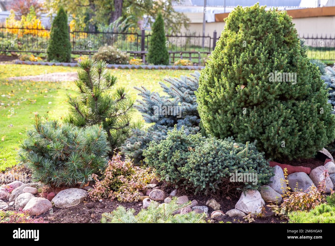 Coniferous rockery in landscaping. Different types of pine and spruce with different color needles Stock Photo
