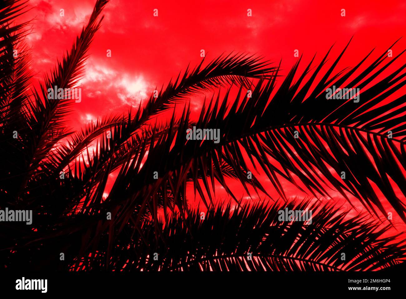Palm leaves on tropical sunset Stock Photo