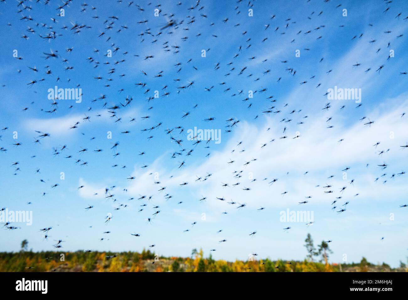 A huge number of mosquitoes Stock Photo