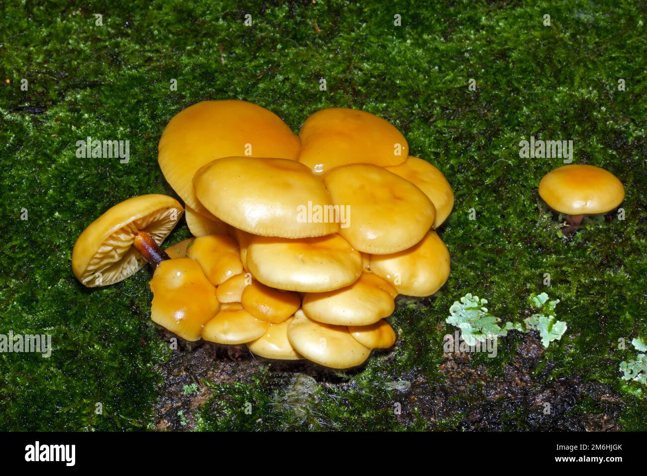 Flammulina velutipes (velvet shank) occurs in Europe and North America growing on stumps and trunks of dead hardwood trees. It is an edible species. Stock Photo