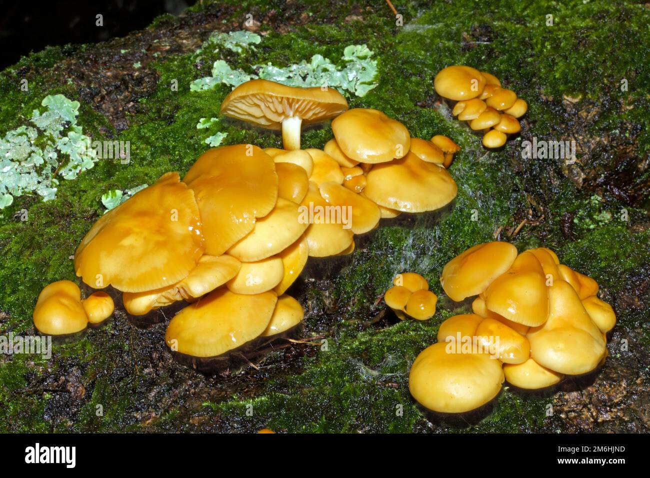Flammulina velutipes (velvet shank) occurs in Europe and North America