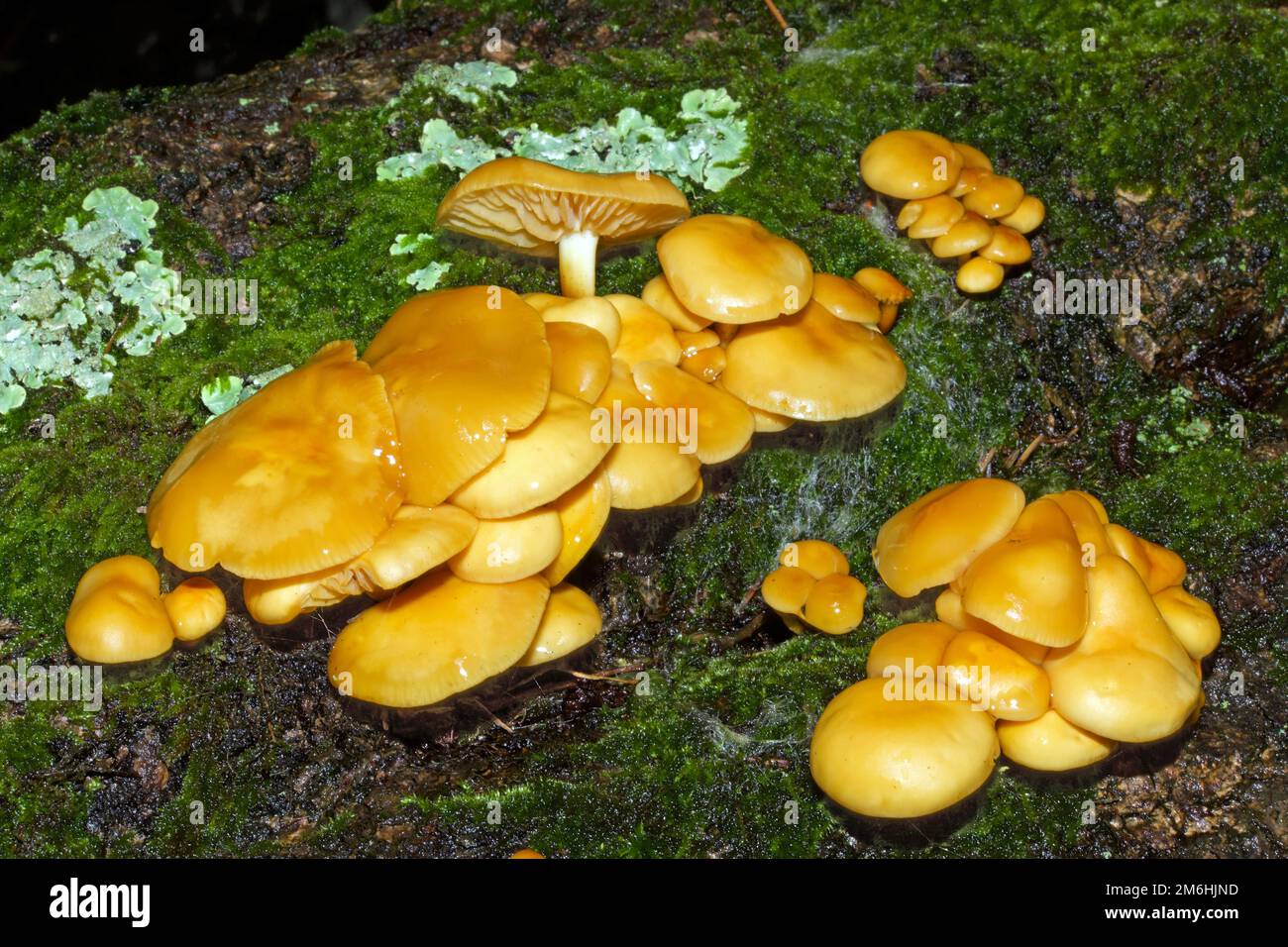 Flammulina velutipes (velvet shank) occurs in Europe and North America growing on stumps and trunks of dead hardwood trees. It is an edible species. Stock Photo