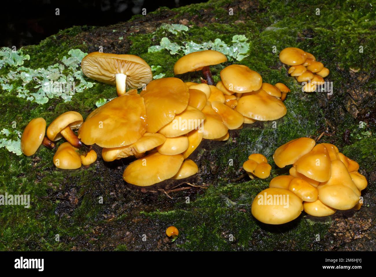 Flammulina velutipes (velvet shank) occurs in Europe and North America growing on stumps and trunks of dead hardwood trees. It is an edible species. Stock Photo
