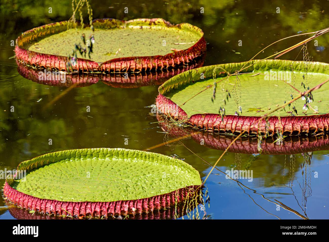 Water Lily typical of the Amazon region on lake Stock Photo