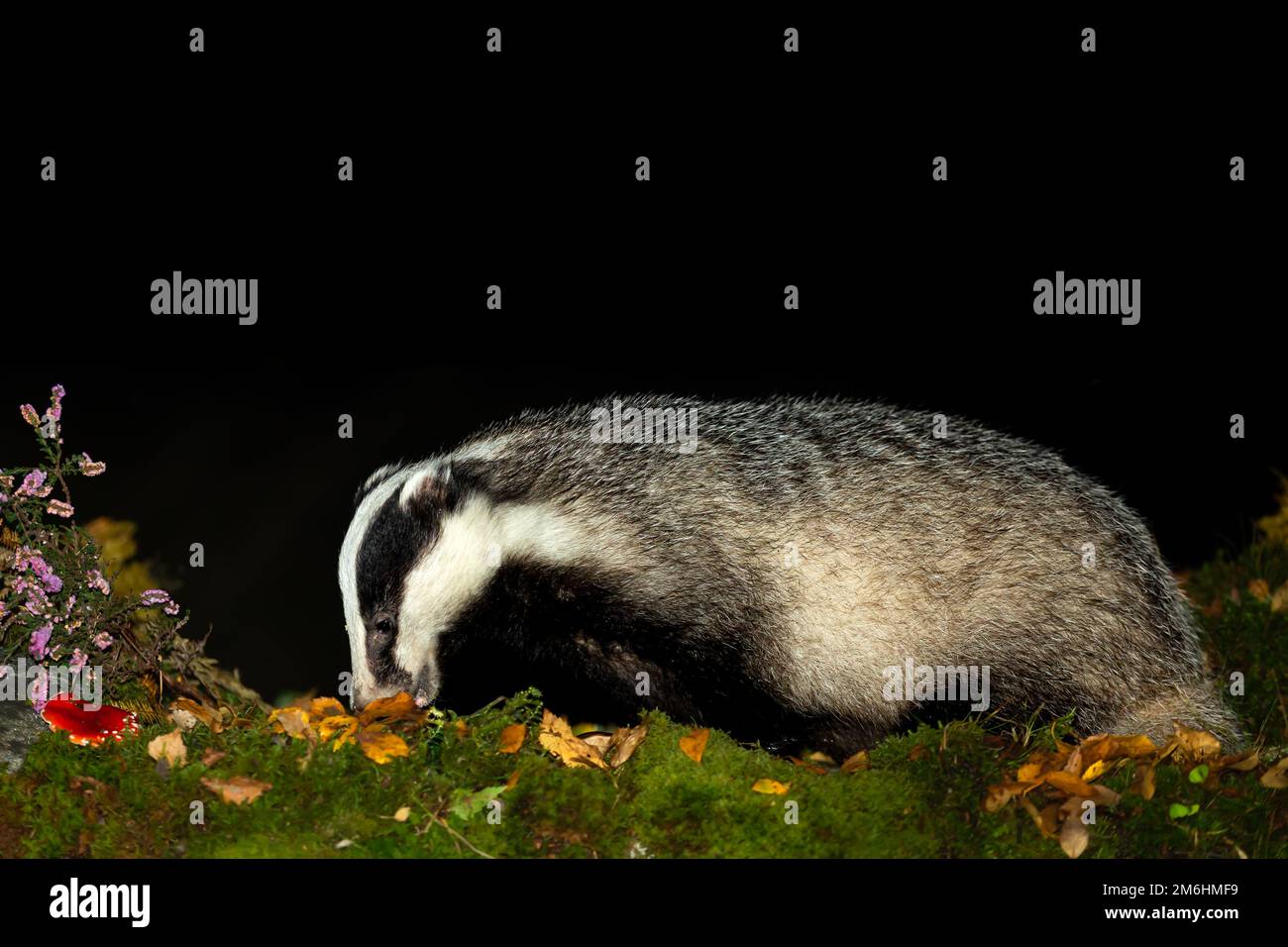 Badger, Scientific name: Meles Meles.  Clse up of a wild badger, foraging in Autumn leaves with purple heather and red fly agaric mushroom.  Facing le Stock Photo